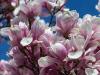 Saucer Magnolia