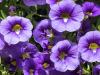 the First Million Bells of the Year