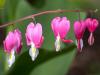 Bleeding Heart