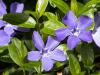 Periwinkle