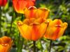 Tulips Around the Porch