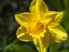 Single Daffodil