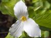 Garden Trillium