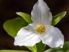 Another Trillium