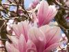 Magnolia Blossoms