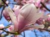 Saucer Magnolia