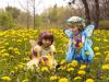 Dandelion Fairies
