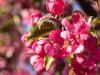 Crabapples in the Evening Sun