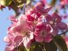 Pink Blossoms