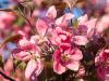Crabapple Blossoms