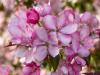 More Blossoms