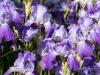 Irises