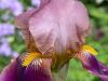 Unusual Colour Iris