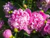 Peonies at Sunrise