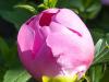 Peony Bud