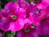 Petunias in Basket from Chris
