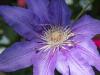 Clematis