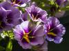Pretty Purple Million Bells