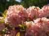 Rhododendron in Full Bloom