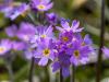 Flowers Growing on the Roof