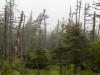 Foggy Morning, Leaving Gros Morne