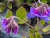 Beach Pea