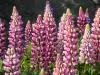 Lupins, Tizzard's Harbour