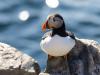 Puffin