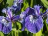 Wild Irises