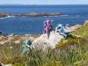 Looking for Whales