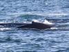 Whale Family