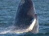 Breaching!