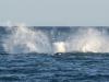 the Big Splash!