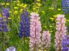 Lupins and Buttercups