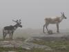 Caribou in the Fog