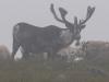 A Big Bull