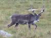 Another Caribou