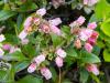 Berry Blossoms