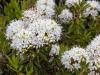 Labrador Tea
