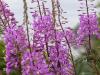 Fireweed
