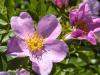 Wild Roses