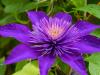 A Late Clematis