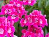 Geraniums