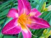 Day Lily