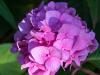 Surprise Hydrangea Blossom