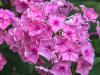 Shrivelling Phlox