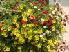 Mother's Day Basket