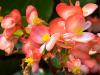 Begonias