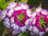 Lantanas