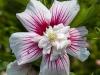 Rose of Sharron